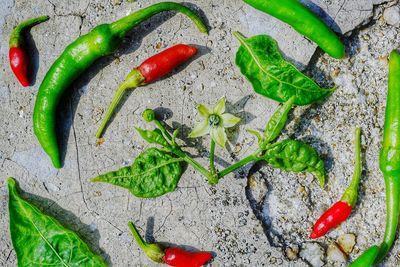 High angle view of red chili peppers on leaf