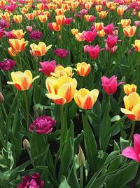 Close-up of yellow tulips blooming on field