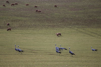 The dancers of grassy uplands, blue cranes, on the road to de hoop reserve