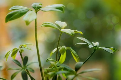 Close-up of flowering plant