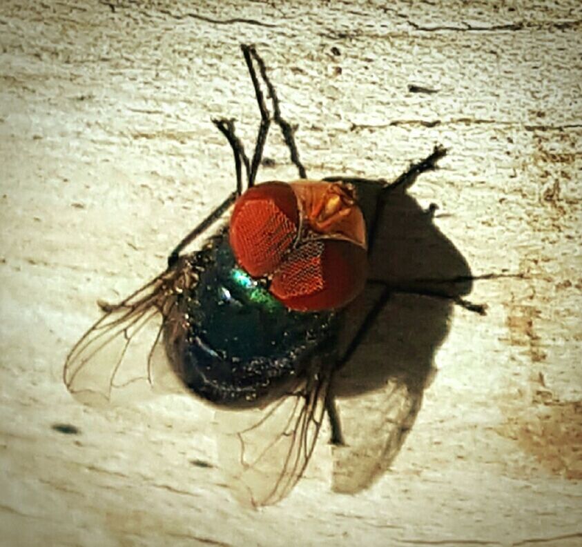 CLOSE-UP OF INSECT ON FLOOR