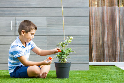 Boy picking tomatoes from a tomato plant at home