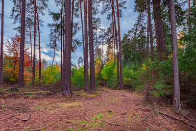 Trees in forest