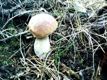 Close-up of mushroom on grass