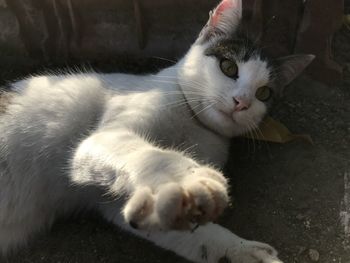 Close-up portrait of cat relaxing outdoors