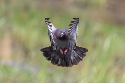 Close-up of bird flying