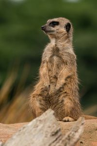 Squirrel looking away while sitting on land