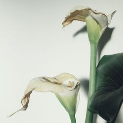 Close-up of plant against white background