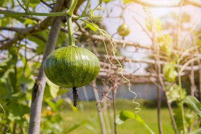 Close-up of fruit growing on tree