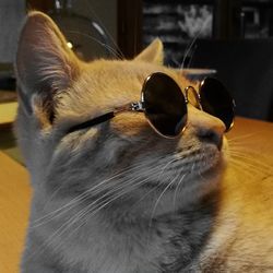 Portrait of cat sitting on sunglasses