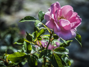 Close-up of pink flowering plant