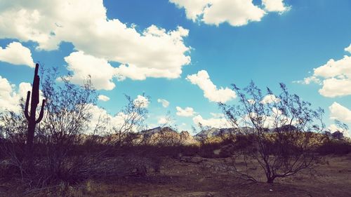 Bare trees against sky