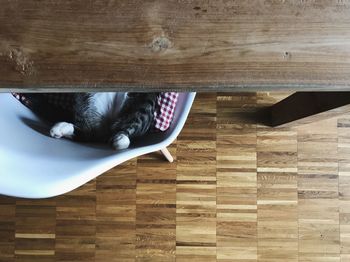 Cat on hardwood floor