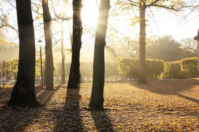 Sunlight streaming through trees in forest during autumn