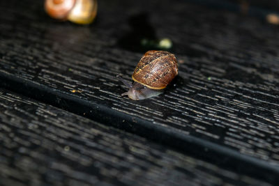 Close-up of snail on wood