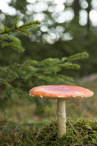 Close-up of mushroom on tree