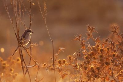 Bird perching on a plant