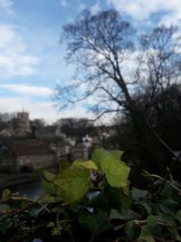 Plant growing on tree