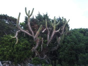 Plants and trees against sky
