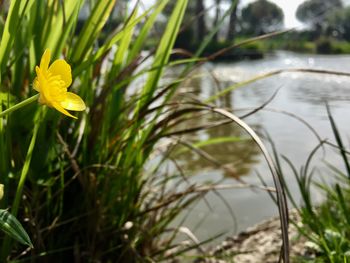 Close-up of yellow flower in grass