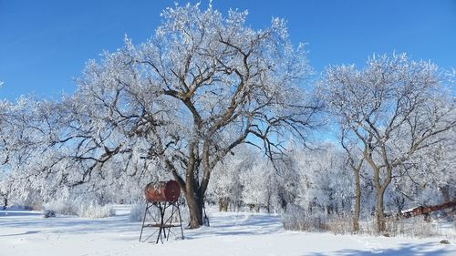 Bare trees on snow covered landscape