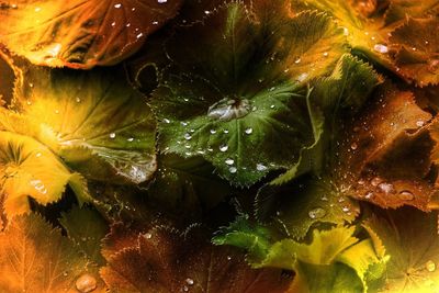 Full frame shot of wet plants