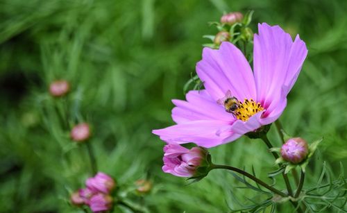 Close-up of bee on pink flower