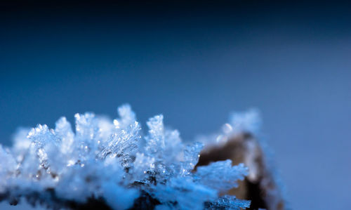 Close-up of frozen plants against blue sky