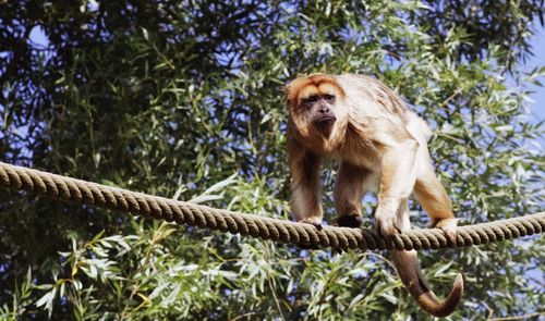 Monkey in zoo