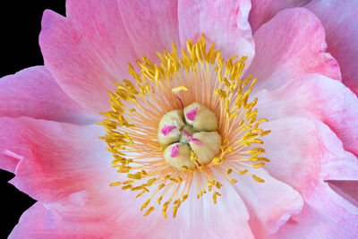 Close-up of pink flower