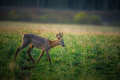 A beautiful portrait of young adult roe deer buck during spring sunrise. 