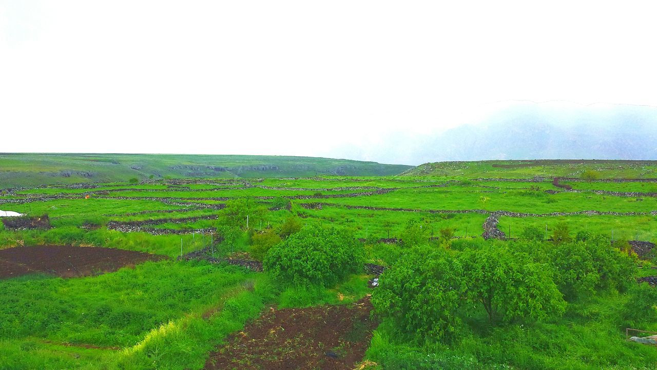 landscape, field, grass, tranquil scene, tranquility, green color, scenics, beauty in nature, rural scene, nature, growth, clear sky, agriculture, grassy, copy space, sky, horizon over land, farm, plant, green