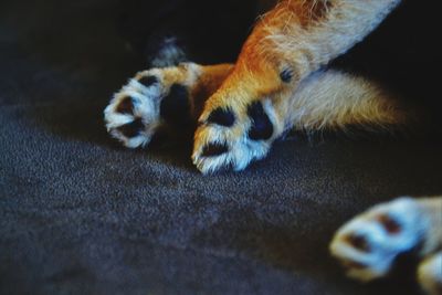 Close-up of dog relaxing