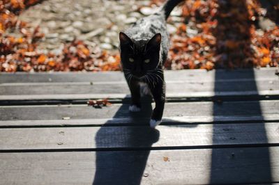 Close-up of black cat sitting on autumn leaves