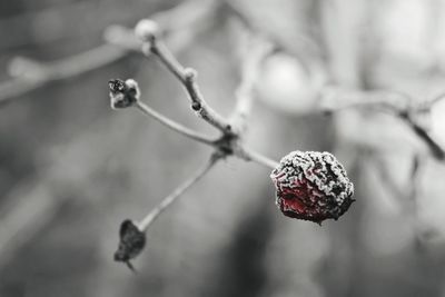 Close-up of berries growing on tree