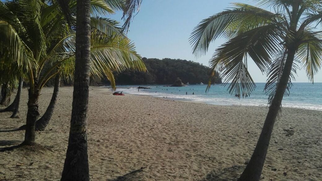 PALM TREES ON BEACH