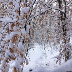 Trees on snow covered tree during winter