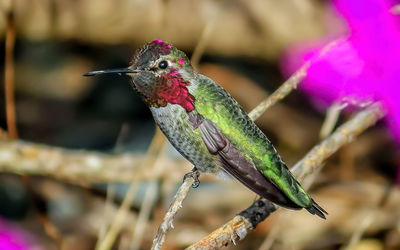 Close-up of bird perching on branch