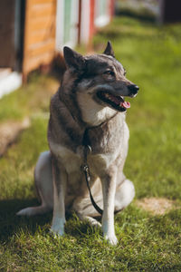 Dog looking away on field