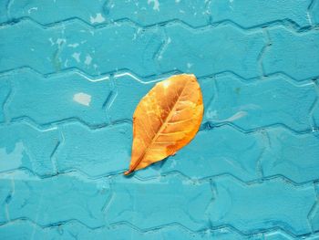 High angle view of orange leaf on blue ground 