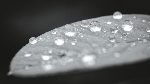 Close-up of water drops on leaf against black background