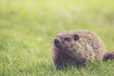 Close-up of groundhog on grassy field