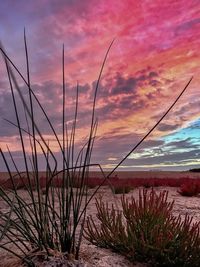 Grass growing on beach against dramatic sky