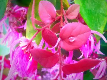 Close-up of pink flowers