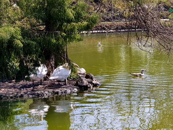 Ducks swimming in lake