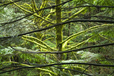 Close-up of bamboo trees in forest