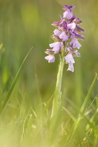 Close-up of purple flowering plant in field