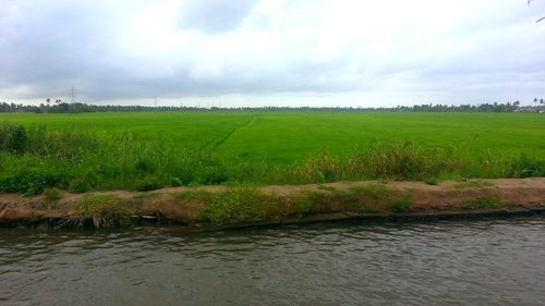 Scenic view of agricultural field against sky