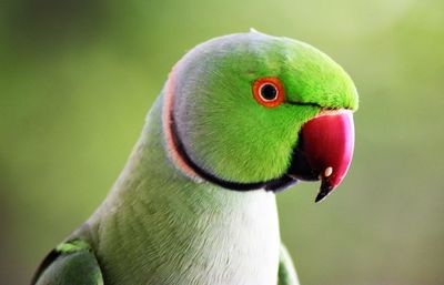 Close-up of parrot