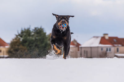 Dog running in snow